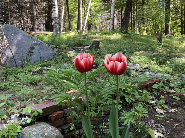 Dr. James Parkinson tulip photo from Dartmouth-Hitchcock newsletter.
