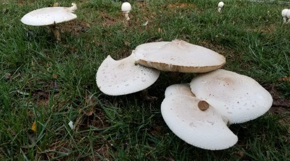 monster mushrooms