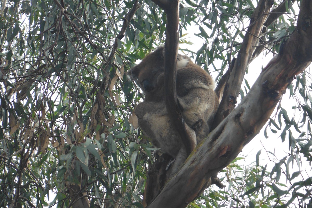 koalas in a tree