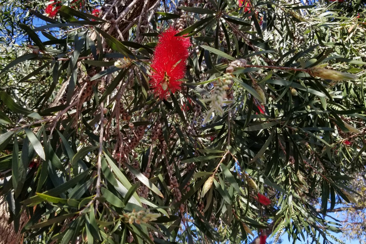 Australian Bottlebrush tree