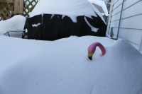 flamingo in snow
