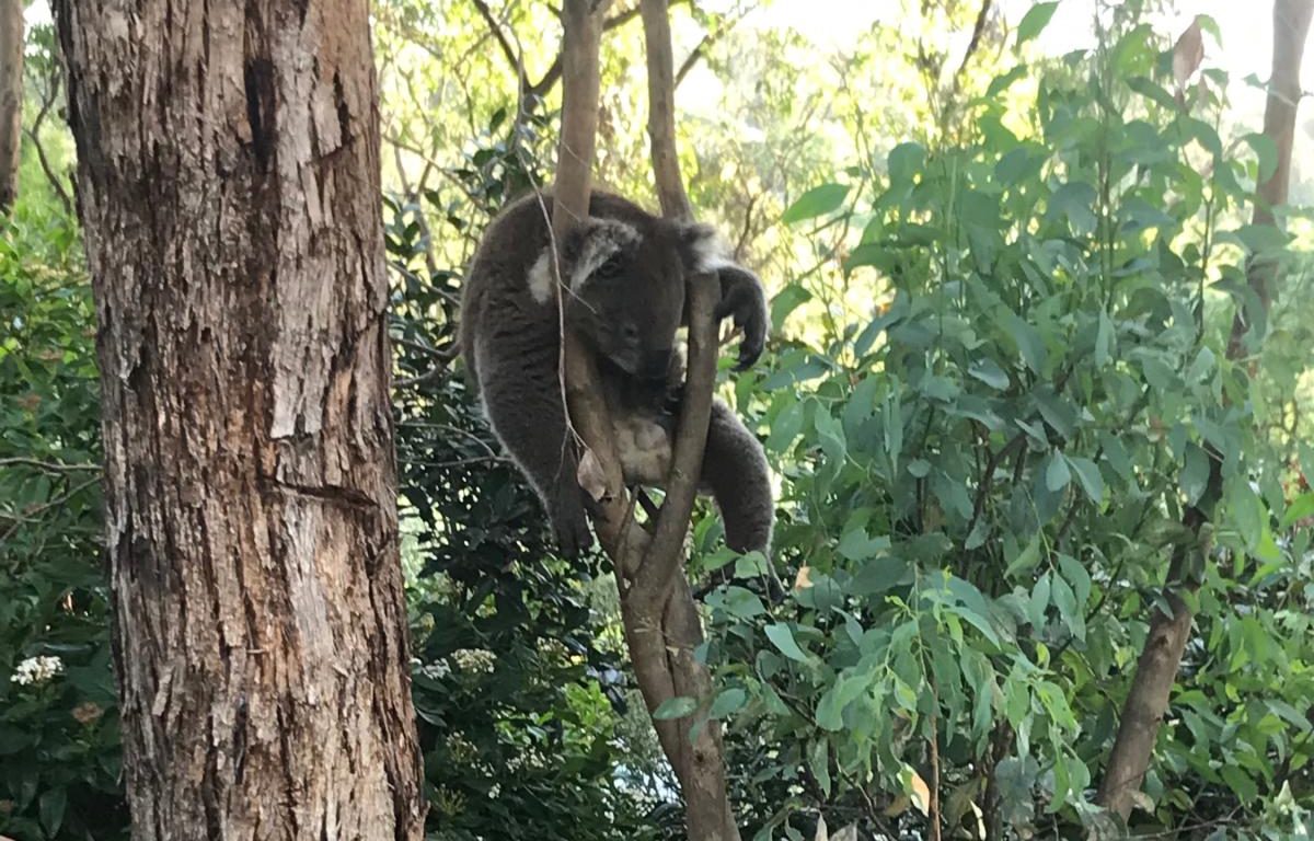 dopey koala
