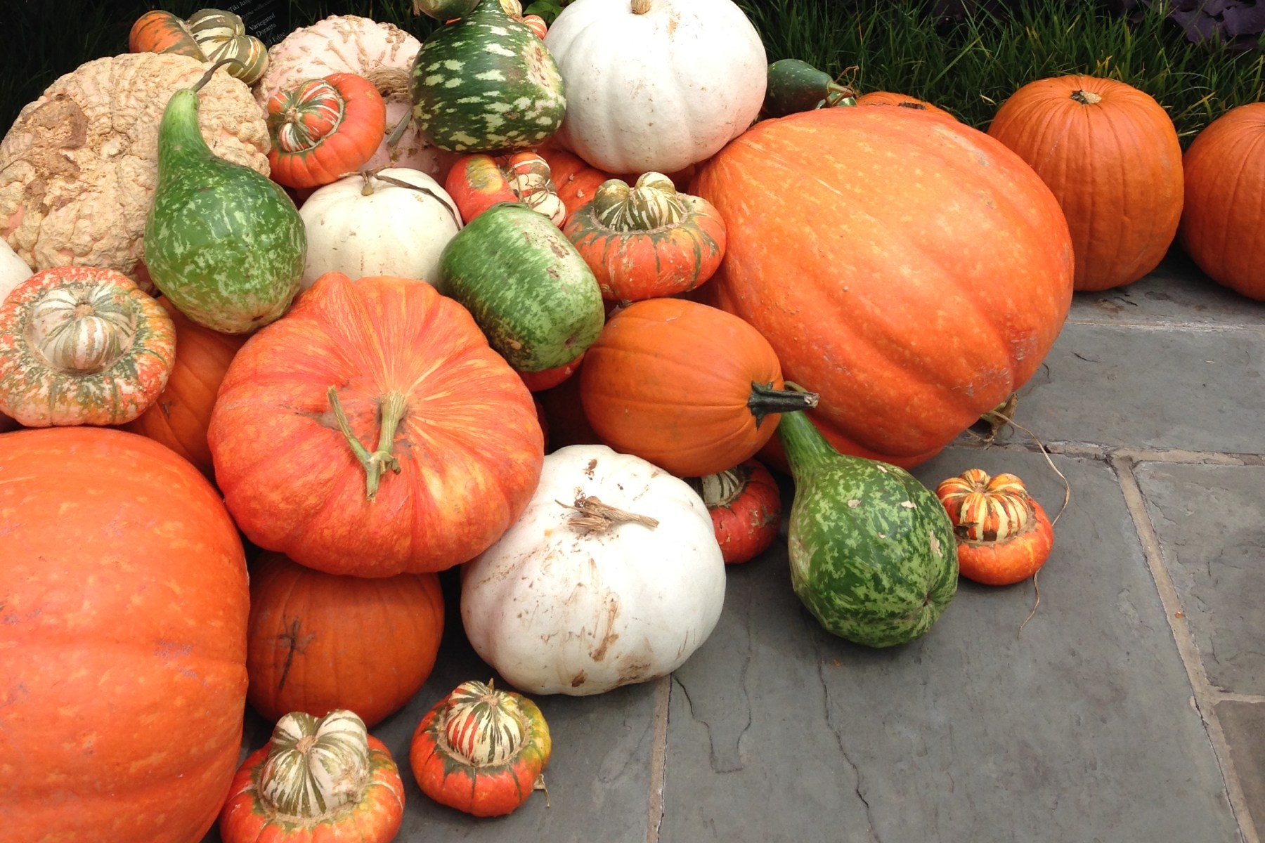 Fall pumpkins